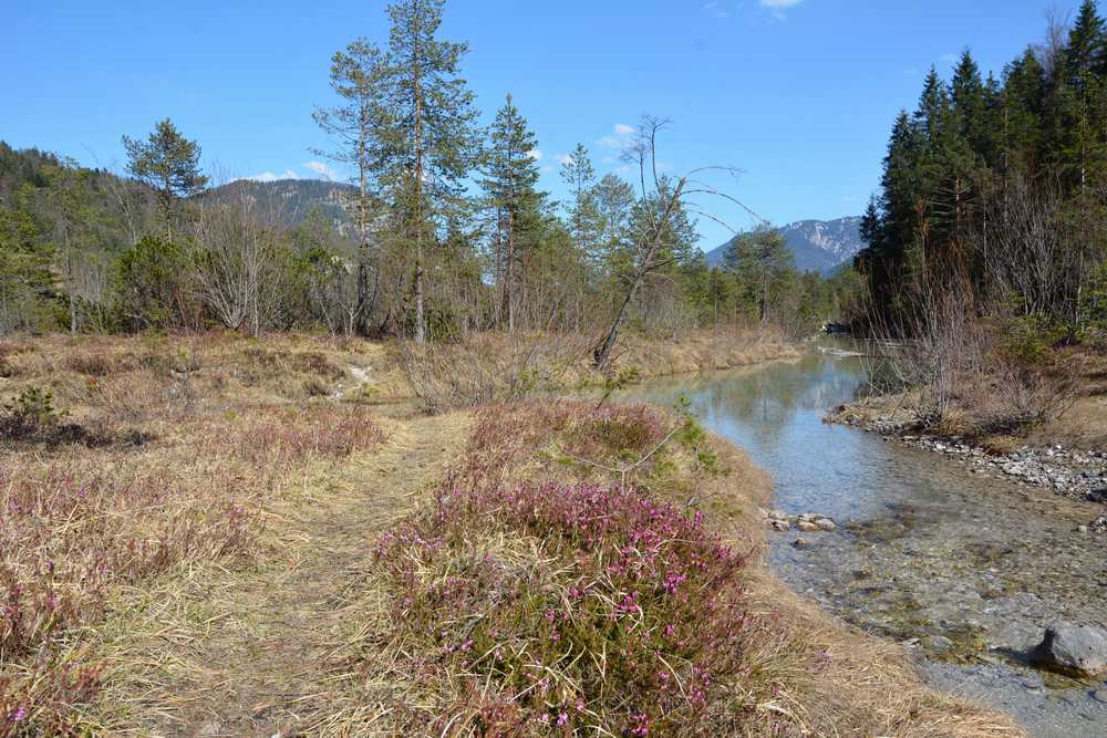 Vom Sylvensteinsee wandern an der Isar, die sich in mehrere Teilflüsse verzweigt